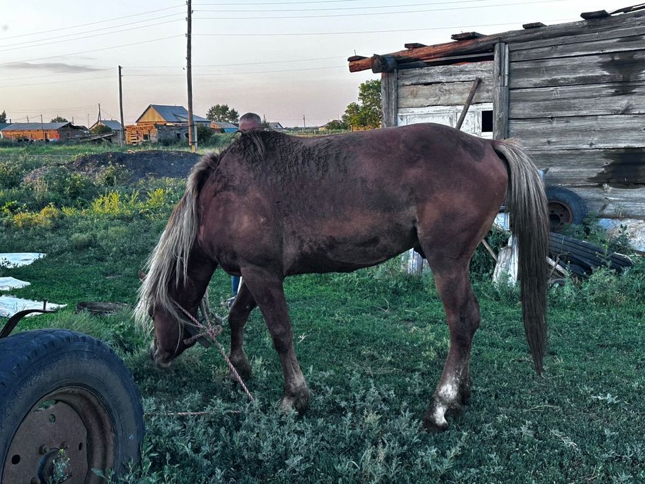 Айғыр, жеребец 5 жасар