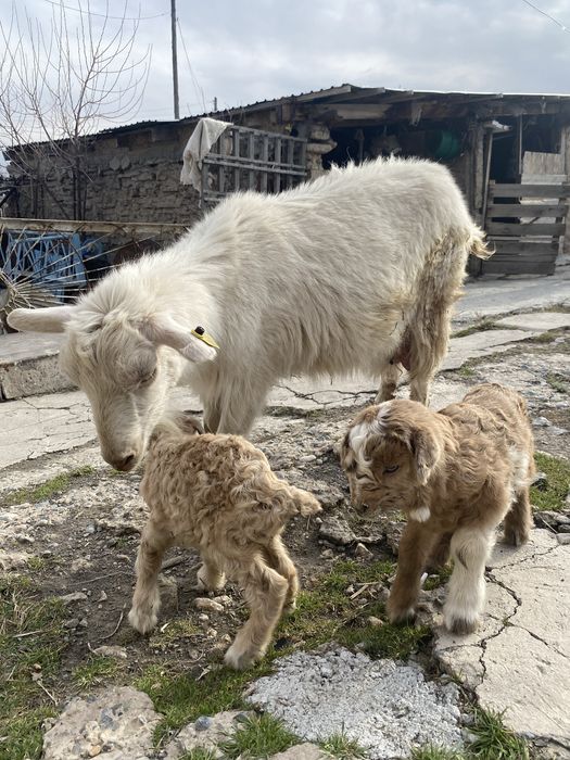 Ешкі егіз лағымен