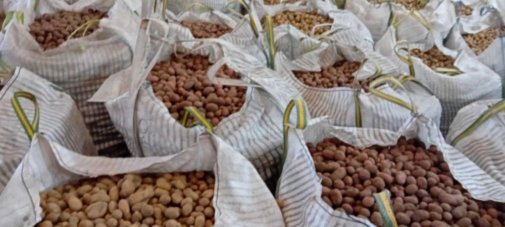 Cartofi sămânță(cartofi pentru animale)