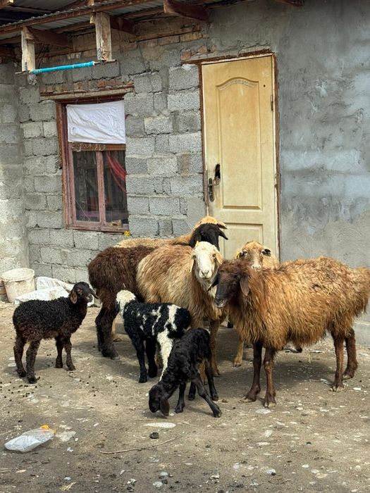 Козылы кой сатылады