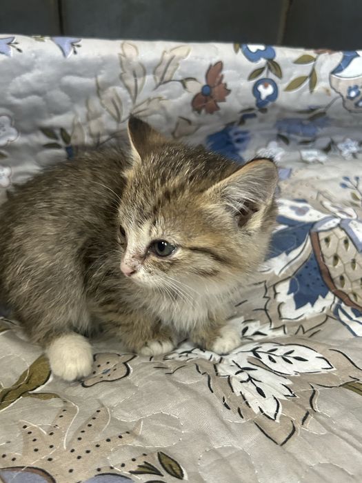 отдам котят в хорошие руки