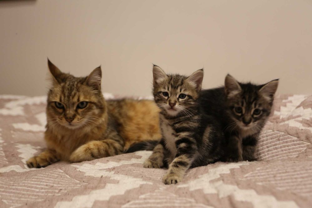 Котята 1.5 месяца.
