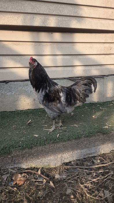 Амераукана петуха( голубое и зелёное яцо)