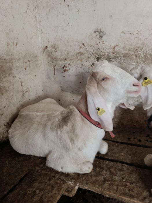 Козочка камори продаеться