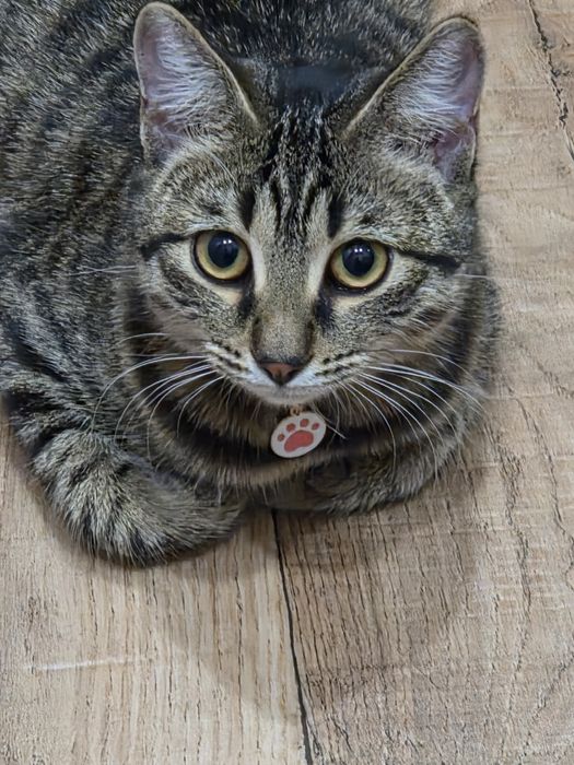 Отдадим котика 1 годик