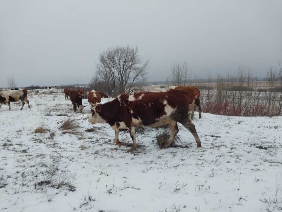 Продам крс 9 голов