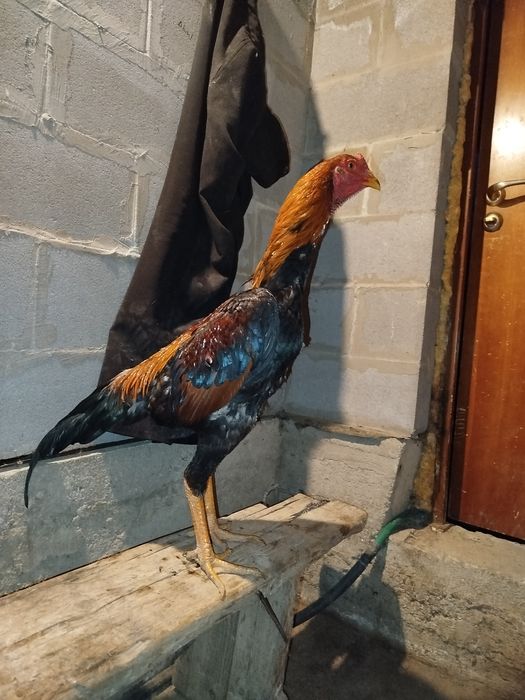 Майски шоже кызыктырса Ватсапп отиндер