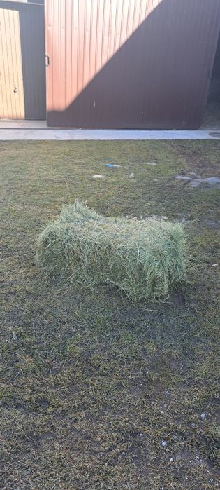 Fân de grădină 2025