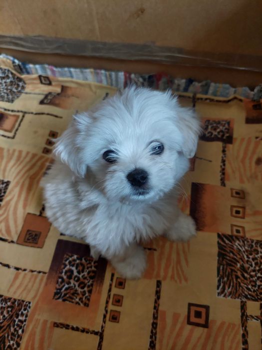 Bichon Havanez(băiat)