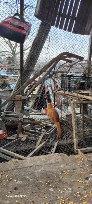 Doua perechi de fazani