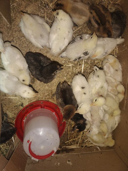 Цыплята взрослые