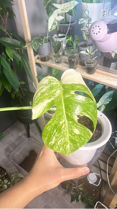 Комнатные растения на продажу