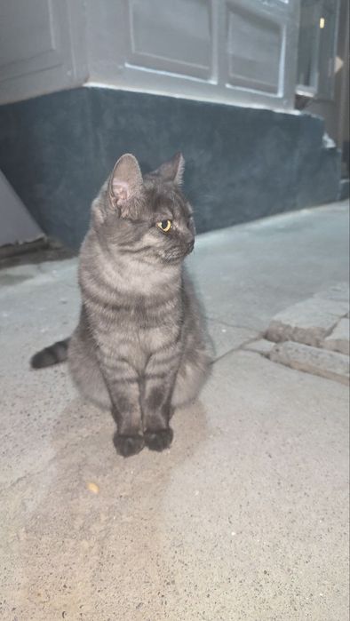 Zotli Britanskiy muwu