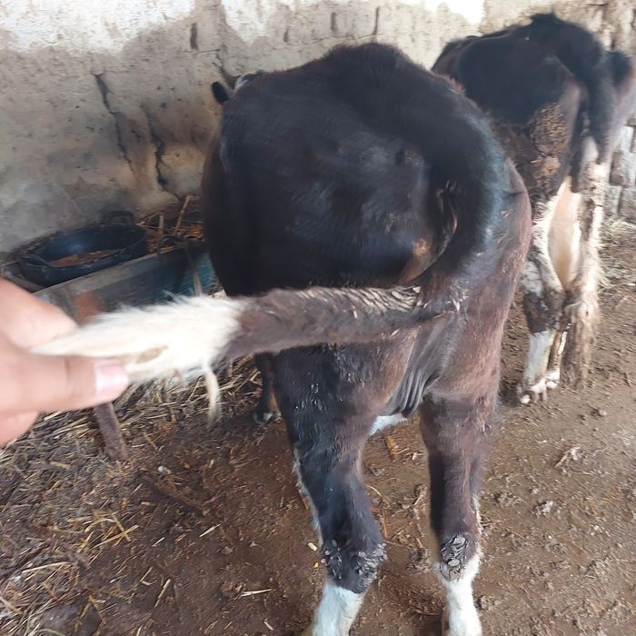 Она бола сигир сотилади 1-боласи гуножинча