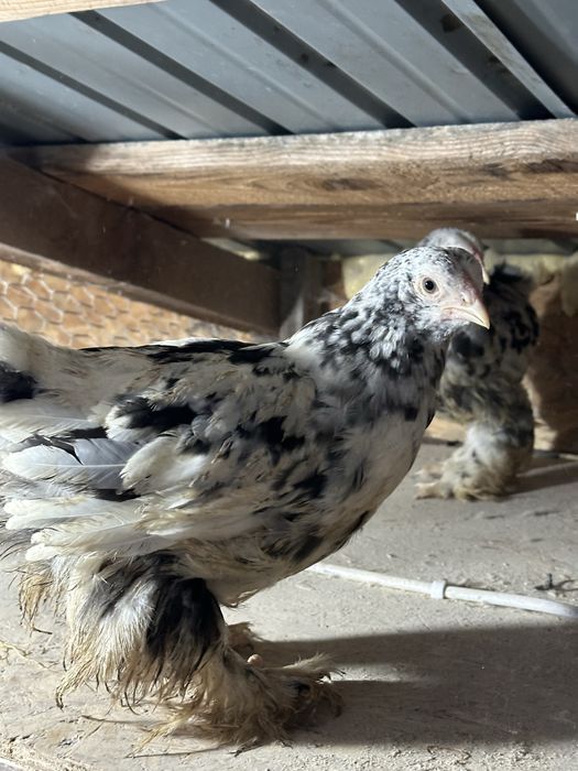 Disponibili 3 pui brahma bobat