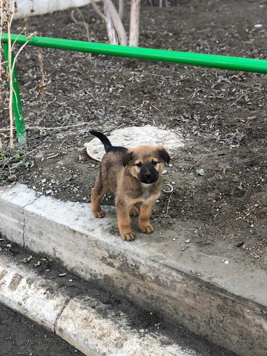 щенки бесплатно тегін