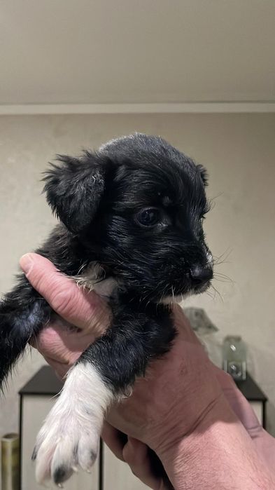 Щенок, девочка отдам в добрые руки