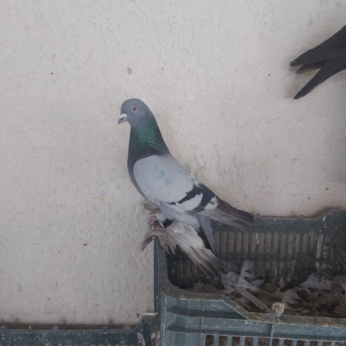 Сизи самец лет игра сталбом гарантией