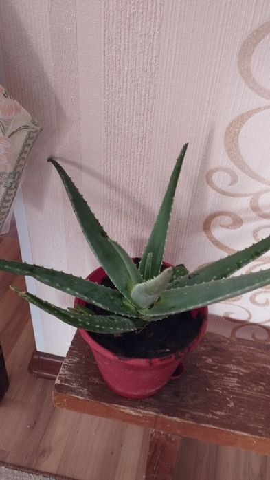 Продам  цветы Алое