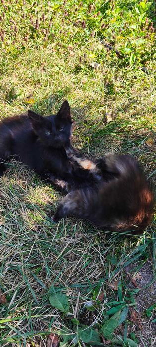 Подаряваме малки котета