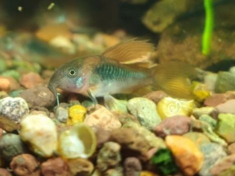 Сомик. Коридорас. Бронзовый вуалевый.