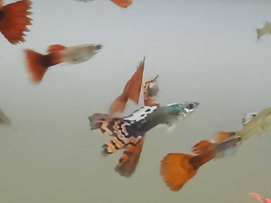 Продам гупи петушков
