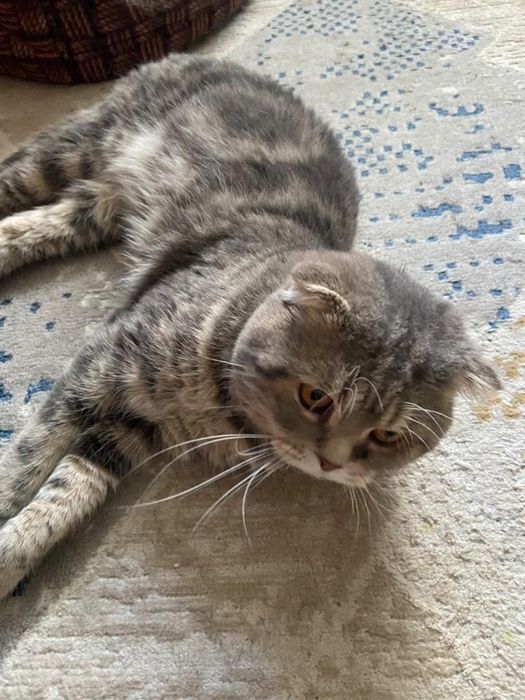 Котята на продажу