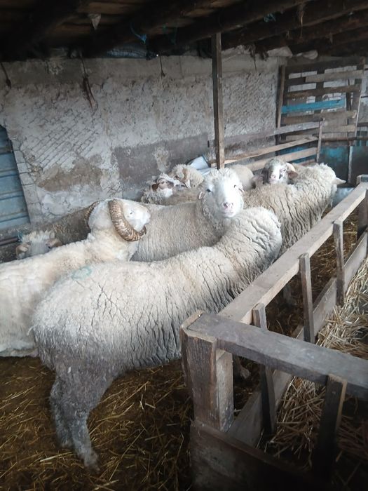 Vând berbecuți și oi.