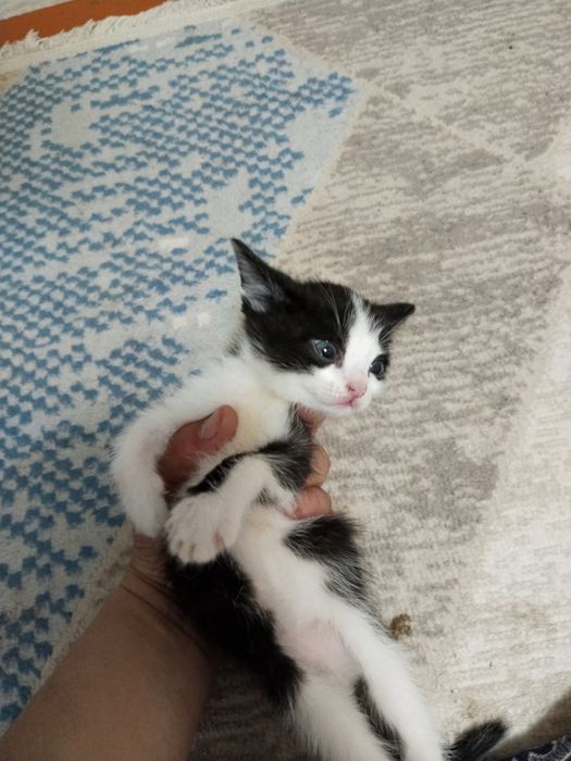 Отдам даром котят