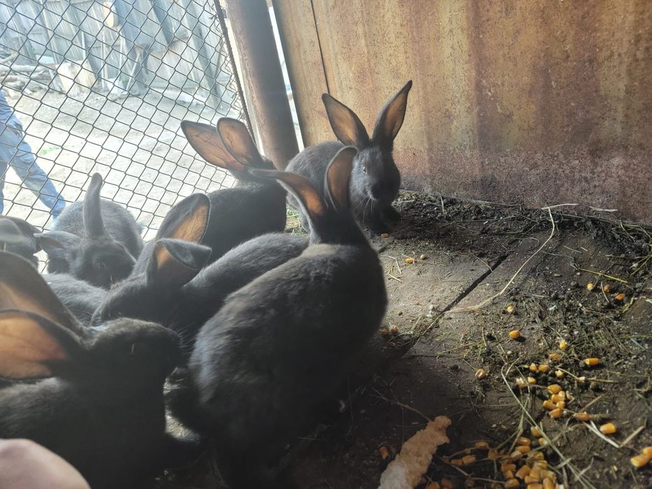 Pui Uriaș German originali