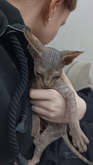 Котята сфинксы две девочки