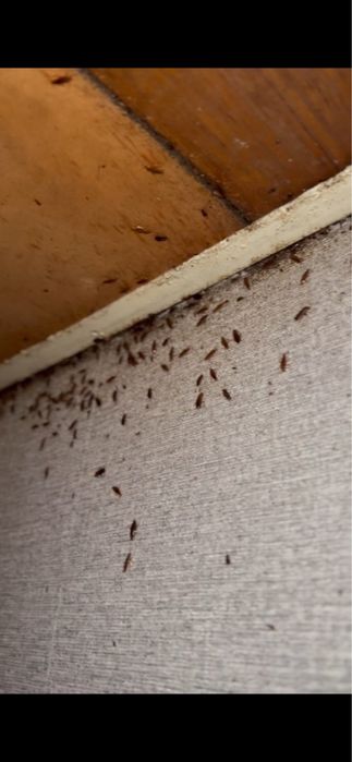 СКИДКИ 20%Дезенфекция дизенфекция дезинфекция дизинфекция dizinfeksiya