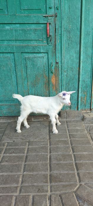 Продам козлика от молочной козы.