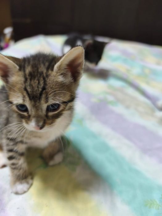 Adoptie pui pisica