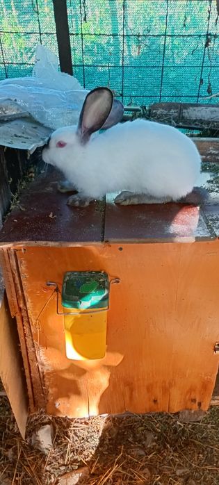 Vând pui uriaș de Transilvania în vârstă de 3 luni