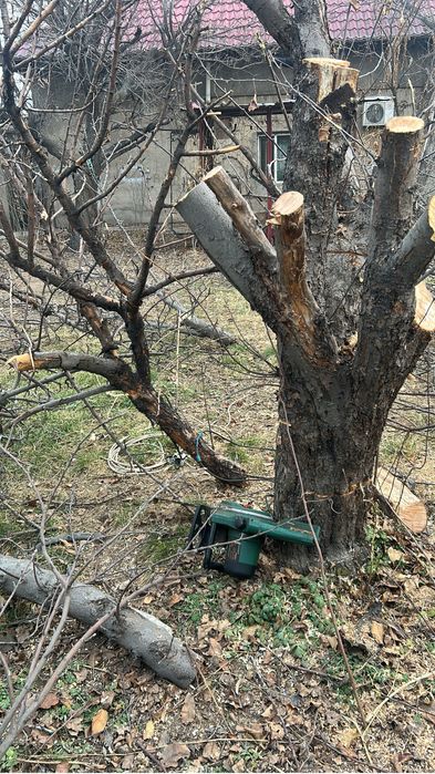 Дрова бесплатно срочно