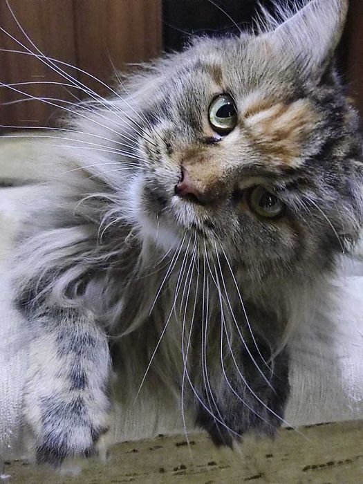 Роскошные малыши мейн-куна