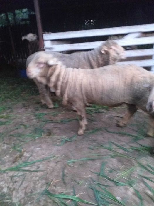 Vand berbec merinos de prasila