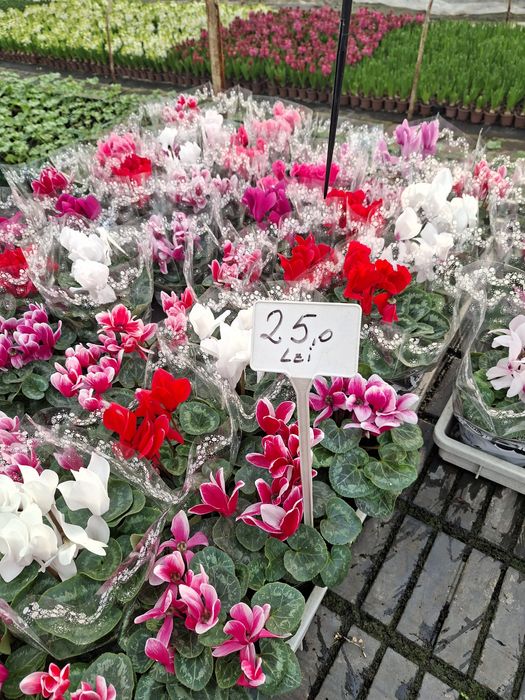 Zambile ,cyclamen și primule