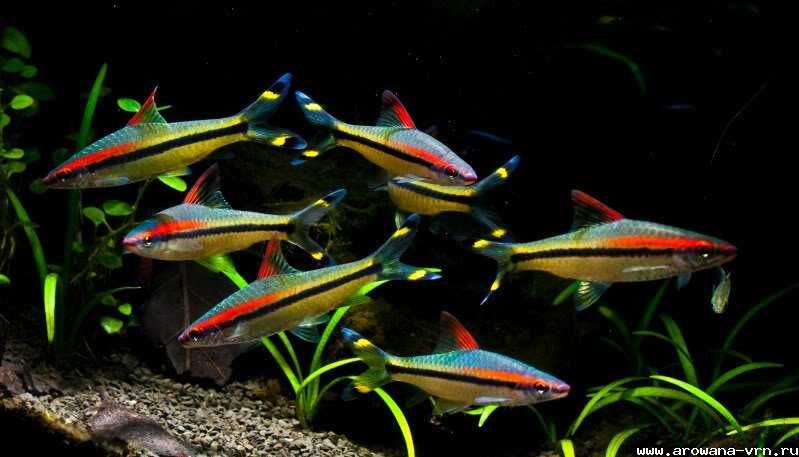 Барбус Денисони в Аква-Зоо Салоне “Посейдон”