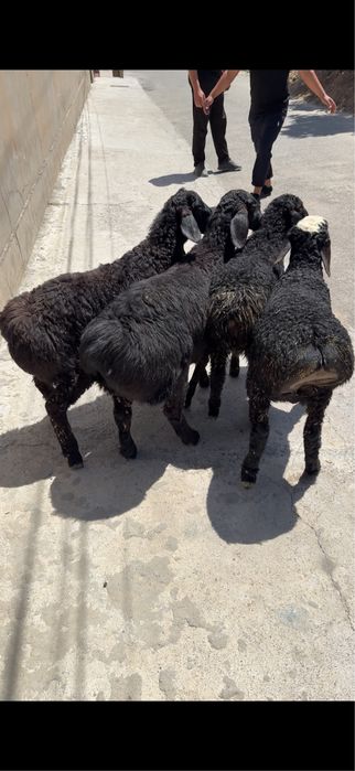 Qozila sotiladi.