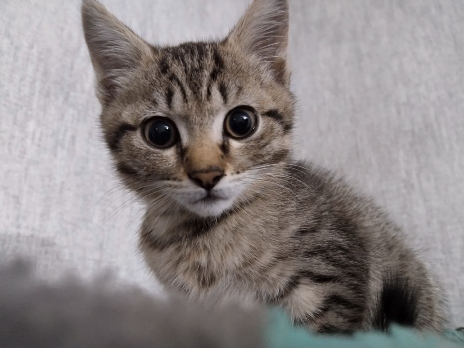 Срочно ищем дом котенку