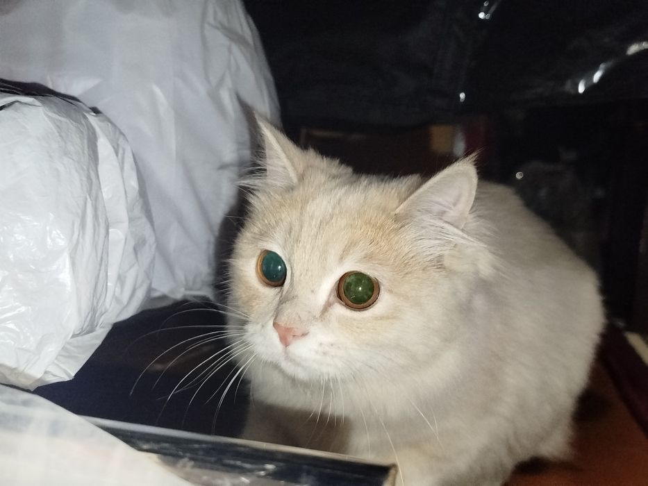 Qizbola mushuk shunga ogl sherik kerak