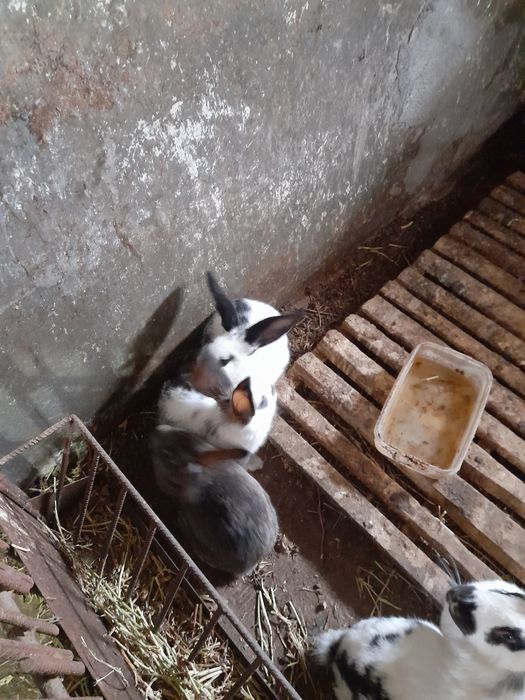 Мисирки.кокошки брама.Зайци на 8месеца за разплод и месо над3.5кг. 40л