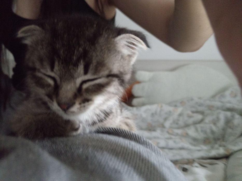 Шотландский вислоухий мальчик