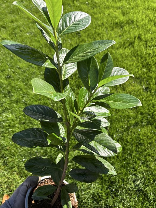 Laur englezesc, Photinia, Lonicera, Euonymus