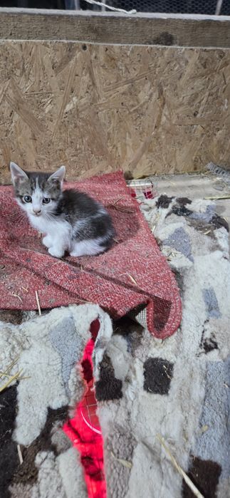 Pisicute pentru adoptie