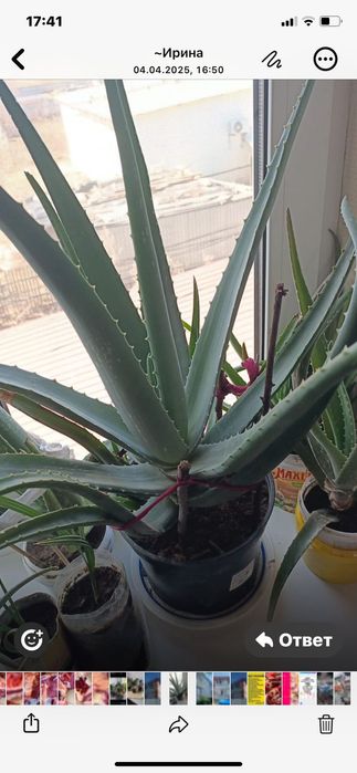 Алоэ. Лекарственное растение.