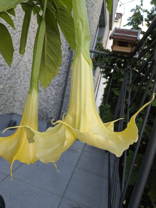 Растение голямо датура цъфтеж