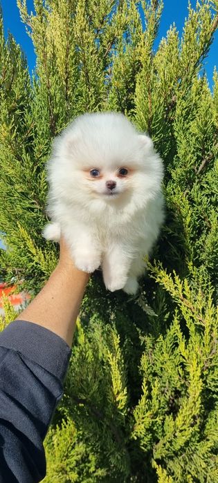 Померан мини померан